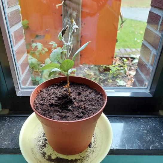 appelboom 1 jaar later